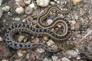 Buff Striped Keelback