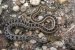 Buff Striped Keelback