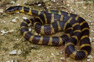 Bungarus Andamanensis