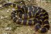 Bungarus Andamanensis