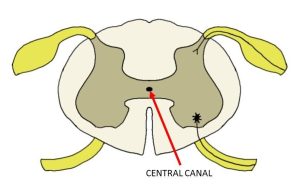 Central Canal