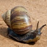 Invasive Giant African Land Snail sighted at Goa University