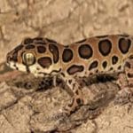 New lizard species named as Cyrtodactylus Varadgirii discovered in Mumbai