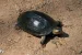 Indian Black Turtle