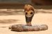 Indian Cobra