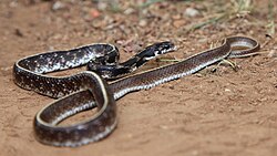 Indian Eggeating Snake