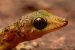 Indian Golden Gecko