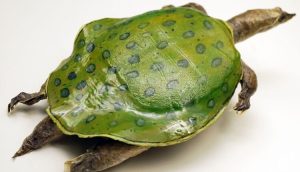 Indian Peacock Softshell Turtle