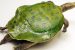 Indian Peacock Softshell Turtle
