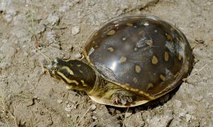 Indian Softshell Turtle