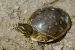 Indian Softshell Turtle