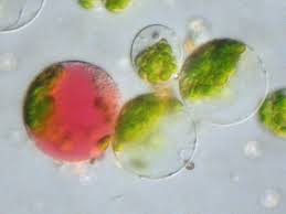 Protoplast Religion