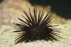 Sea Urchin