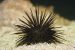 Sea Urchin
