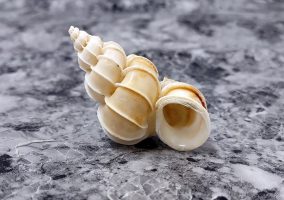Seashell