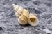 Seashell