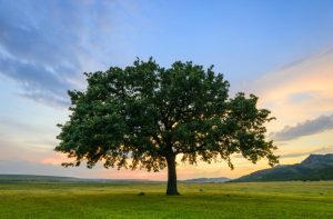 Shade Tree