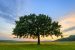 Shade Tree