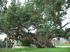 Sycamine