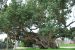 Sycamine