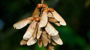 Sycamore