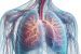 Thoracic Cavity