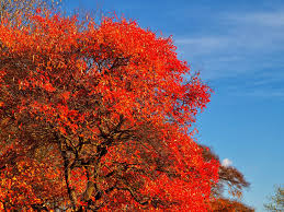 Tupelo Tree