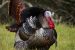 Turkey Bird