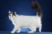 Turkish Van
