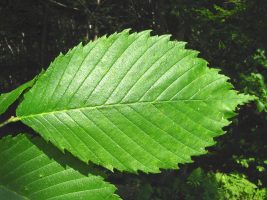 Ulmus Americana