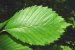 Ulmus Americana