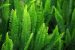 Vascular Plant