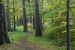 Woodland