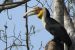 Wreathed Hornbill