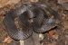 Xylophis Perroteti