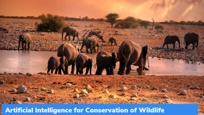 PAWS & CAPTURE: Artificial Intelligence for Conservation of Wildlife
