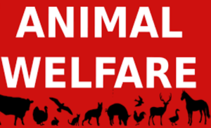 Proposed Amendment to Prevention of Cruelty to Animals Act, 1960