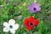 Anemone