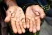 Arsenic poisoning