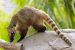 Coati