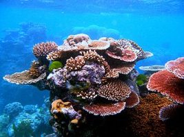 Coral reef