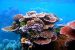 Coral reef