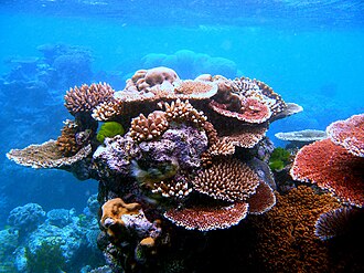Coral reef