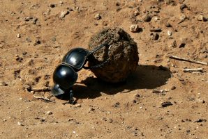 Ecological Niche