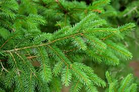 Evergreen