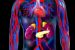 Exocrine Gland