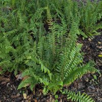Fern
