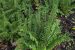 Fern