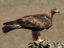Golden Eagle