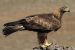 Golden Eagle
